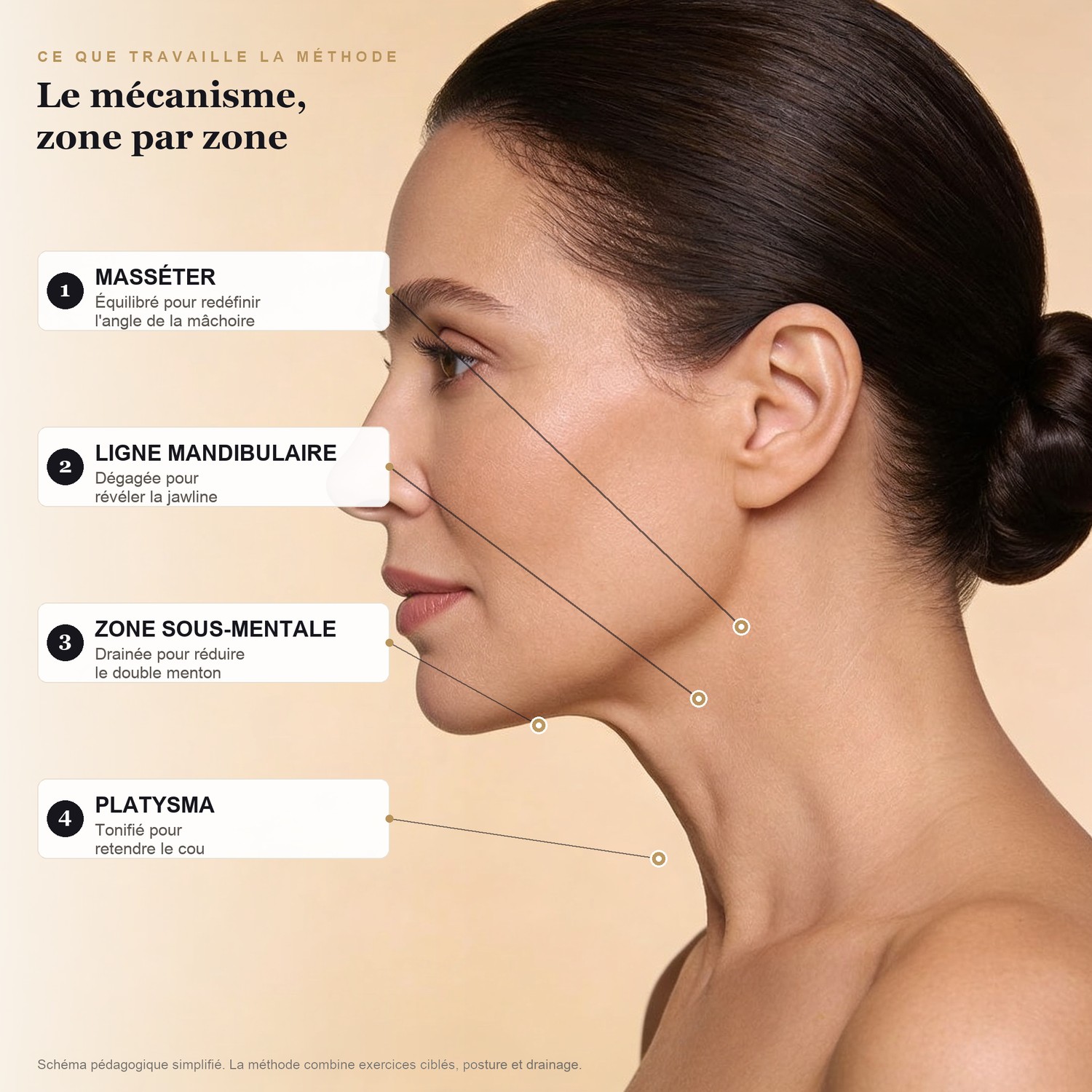 Schéma des muscles travaillés pour réduire le double menton : masséter, ligne mandibulaire, zone sous-mentale, platysma